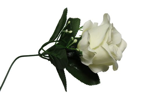 Weiße Rose, 5-layer,40cm ,VPE600 Inner 60stk